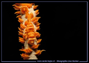 Little Symbiotic Shrimp.... :O)... by Michel Lonfat 